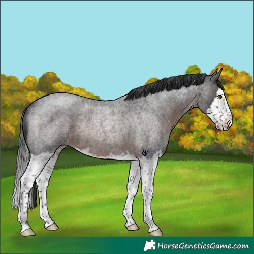 Horse Color:Brown Roan Splash Rabicano