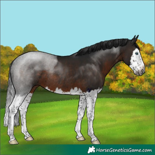 Horse Color:Gray Brown Splash Rabicano