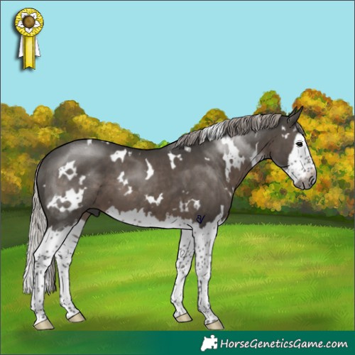 Horse Color:Gray White Spotted Silver Black Splash 