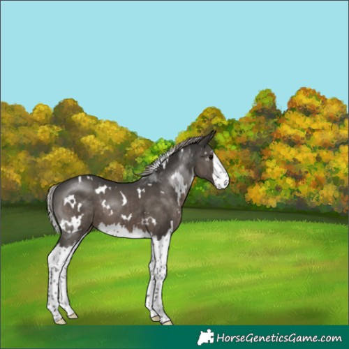 Horse Color:Gray White Spotted Silver Black Splash 