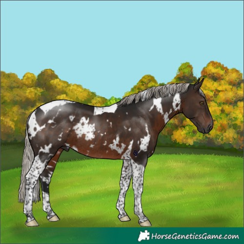 Horse Color:Gray White Spotted Silver Brown Tobiano Rabicano 