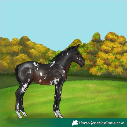 Horse Color:Gray White Spotted Brown Rabicano 