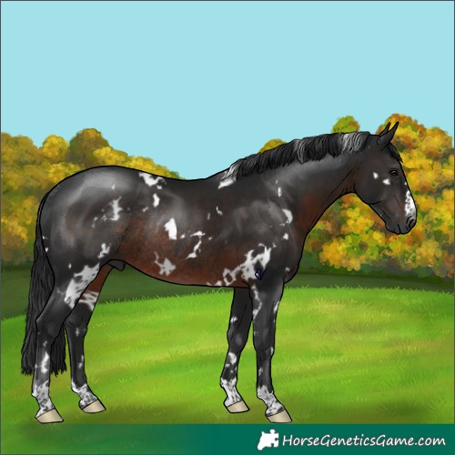 Horse Color:Gray White Spotted Brown Rabicano 