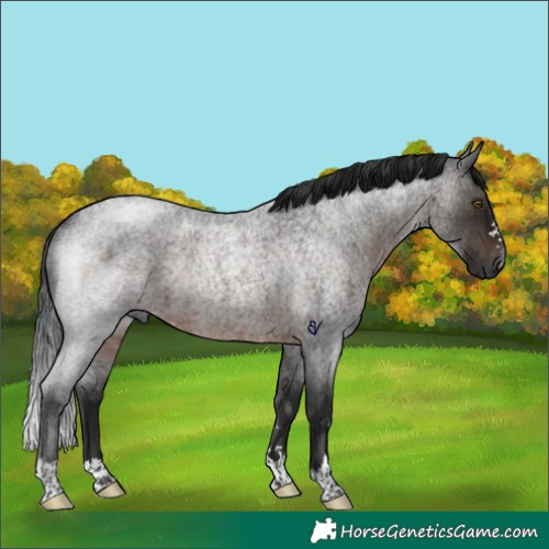 Horse Color:Gray Brown Roan Rabicano 