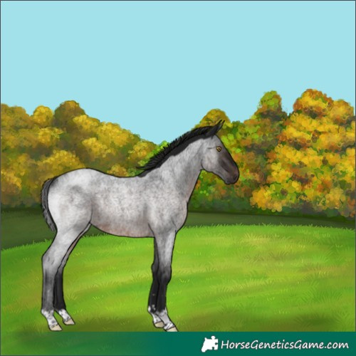 Horse Color:Gray Brown Roan Rabicano 