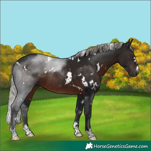 Horse Color:Gray White Spotted Silver Brown Rabicano 