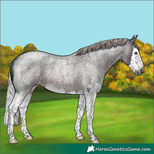 Horse Color:Gray Silver Brown Roan Splash Rabicano