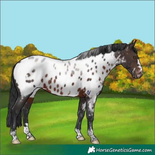 Horse Color:White Spotted Brown Near Leopard Rabicano 
