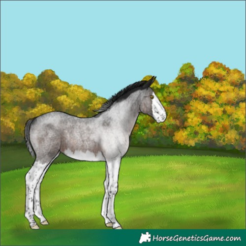 Horse Color:Gray Brown Roan Splash Rabicano