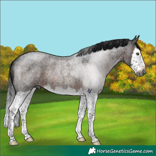 Horse Color:Gray Brown Roan Splash Rabicano 