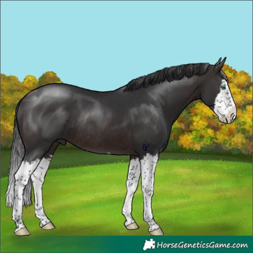 Horse Color:Brown Splash Rabicano 