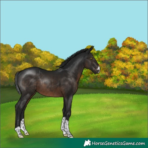 Horse Color:Gray Brown Rabicano 