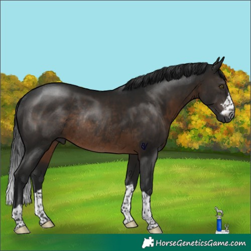 Horse Color:Gray Brown Rabicano 