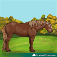 Horse Color:Gray Chestnut