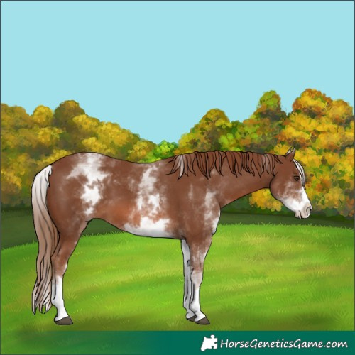 Horse Color:White Spotted Chestnut Splash 