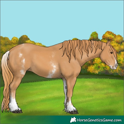 Horse Color:White Spotted Chestnut Splash 