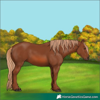 Horse Color:Chestnut 