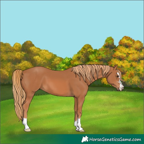 Horse Color:Chestnut 