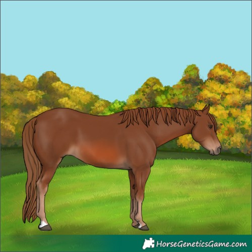 Horse Color:Chestnut 