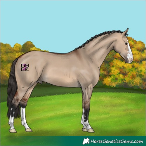 Horse Color:Bay Dun 
