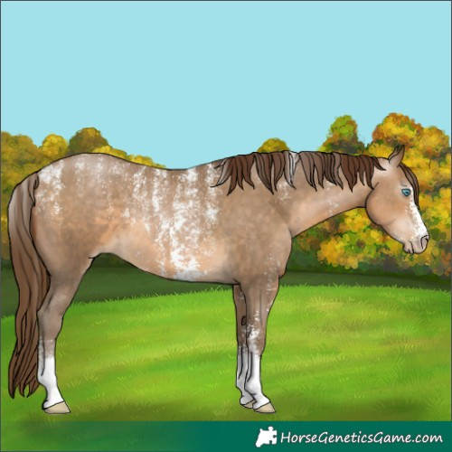 Horse Color:Powder White Gray Buckskin Pearl Sabino 