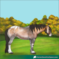 Horse Color:Brown Onyx Tobiano Appaloosa Rabicano