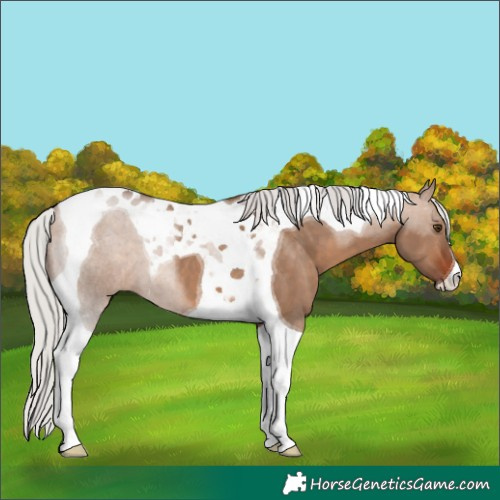 Horse Color:Silver Brown Dun Tobiano 