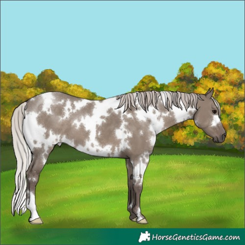 Horse Color:White Spotted Silver Grullo 