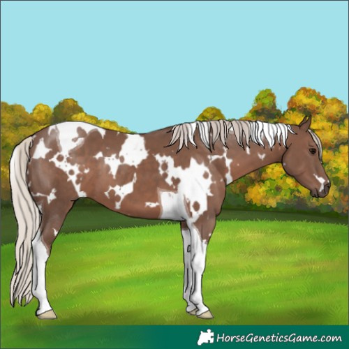 Horse Color:White Spotted Silver Black Tobiano 