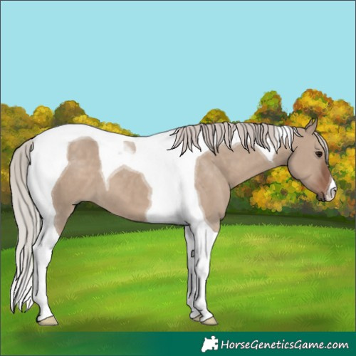 Horse Color:Silver Grullo Tobiano