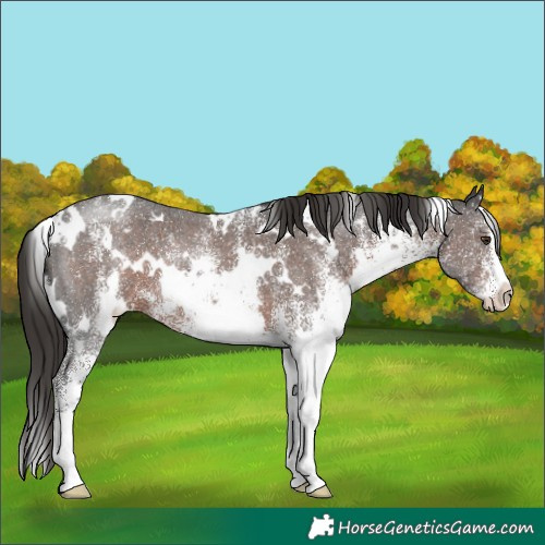 Horse Color:White Spotted Liver Chestnut 