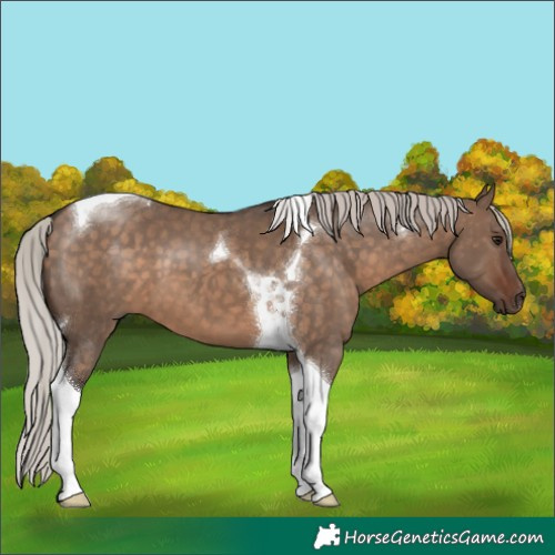 Horse Color:Silver Brown Dun Tobiano 