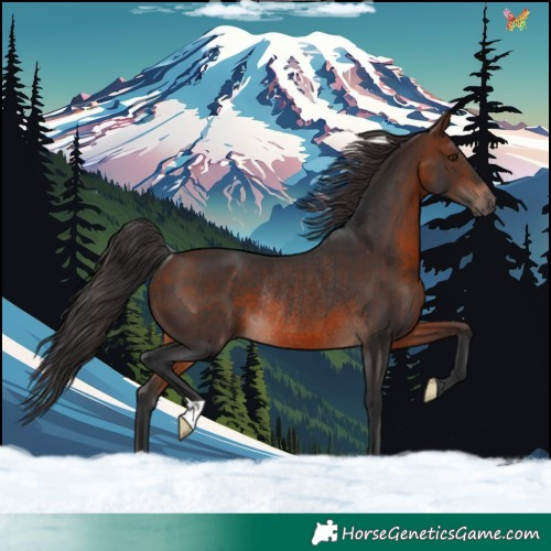 Horse Color:Brown Mushroom Rabicano 