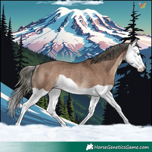 Horse Color:Liver Red Dun Mushroom Splash Rabicano 