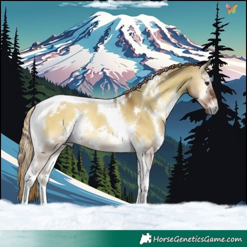 Horse Color:White Spotted Red Dun Onyx Tobiano Rabicano 