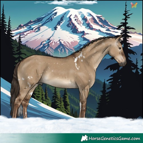 Horse Color:Gray White Spotted Liver Red Dun