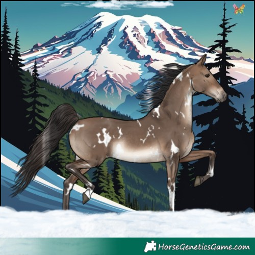 Horse Color:White Spotted Brown Dun Rabicano 