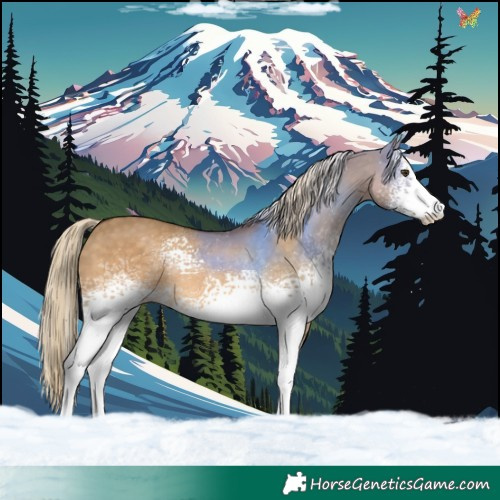 Horse Color:White Spotted Chocolate Palomino Dun