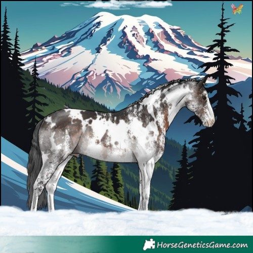 Horse Color:White Spotted Brown Rabicano 