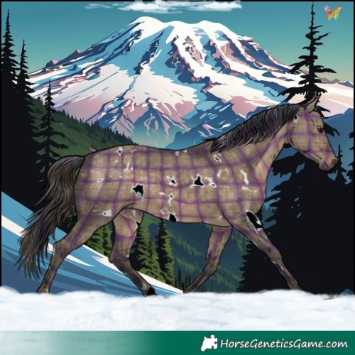 Horse Color:Plaid  White Spotted Brown Dun Rabicano 