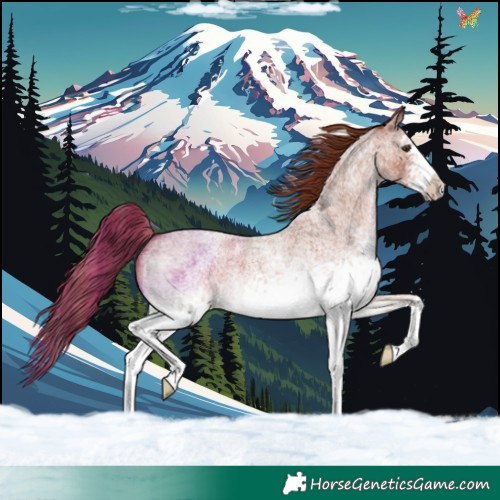 Horse Color:White Spotted Red Roan Frame