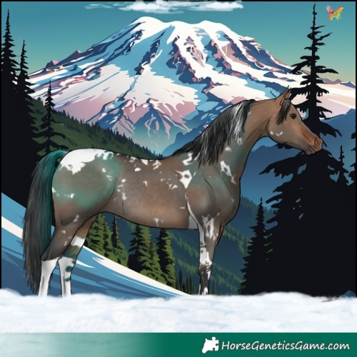 Horse Color:White Spotted Bay Dun Tobiano Rabicano 