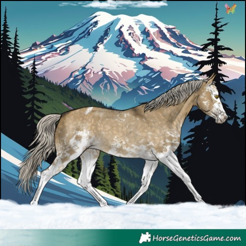 Horse Color:White Spotted Silver Buckskin Dun Appaloosa 