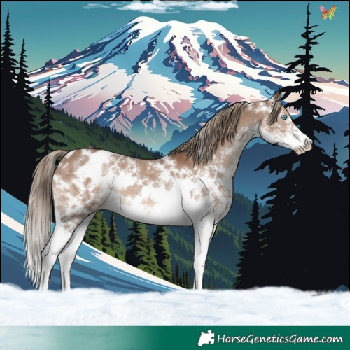 Horse Color:White Spotted Liver Red Dun Sabino Splash Appaloosa Rabicano 