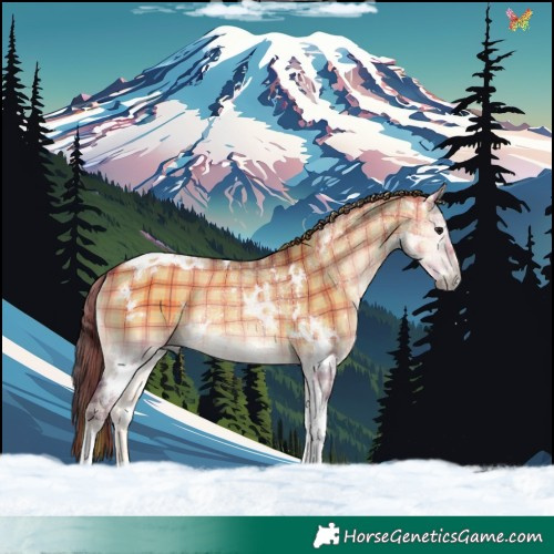 Horse Color:Plaid White Spotted Buckskin Onyx Tobiano Rabicano