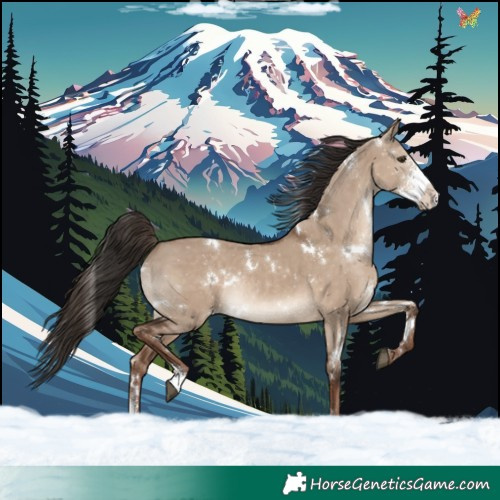 Horse Color:White Spotted Liver Red Dun Sabino Rabicano 