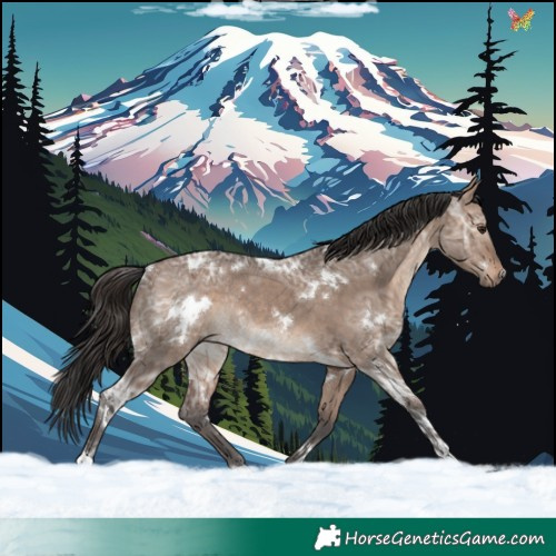Horse Color:White Spotted Brown Ice Dun Rabicano