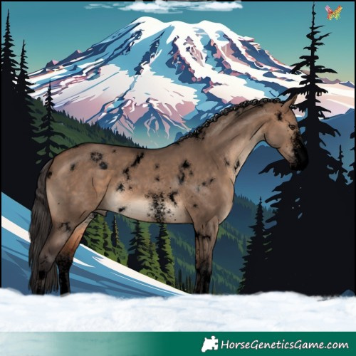 Horse Color:Void White Spotted Bay Dun Rabicano