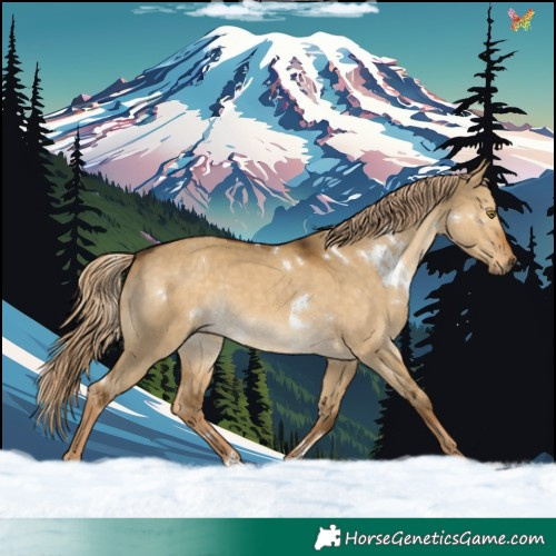 Horse Color:White Spotted Chocolate Palomino Dun Rabicano 