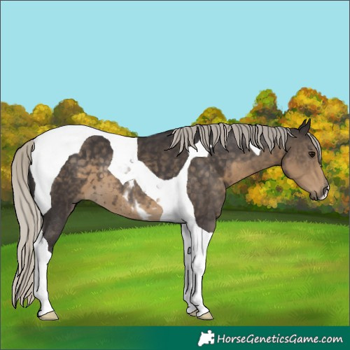 Horse Color:Silver Smoky Black Tobiano